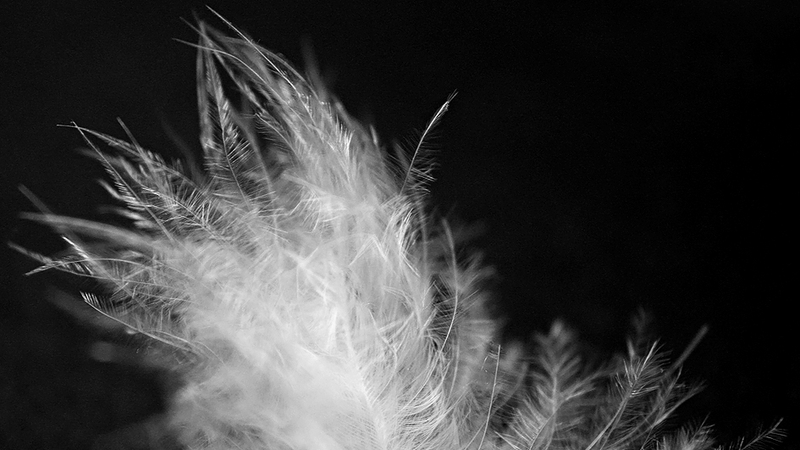 Illustration for article titled Could Humble Milkweed Replace Down Feathers In Your Outdoor Gear?